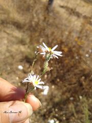 Symphyotrichum moranense