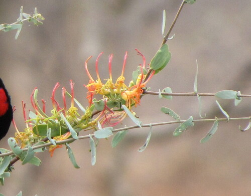 Plicosepalus sagittifolius