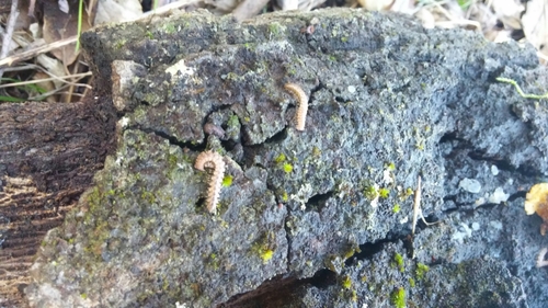Harpogonopus confluentus