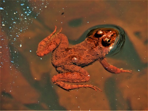 Common skittering frog, Euphlyctis cyanophlyctis