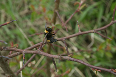 Lanius excubitor