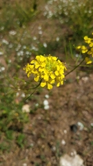 Sisymbrium loeselii
