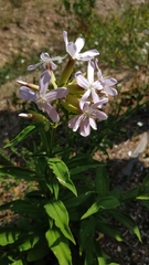 Saponaria officinalis