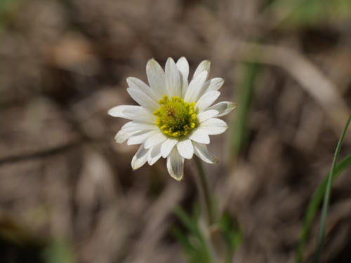 Carolina Anemone (Anemone caroliniana)