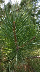 Pinus sylvestris