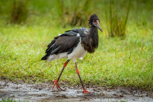 iNaturalist: (c) tsowersby, some rights reserved (CC BY-NC) iNaturalist image