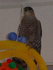Accipiter striatus