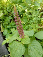Coleus monostachyus