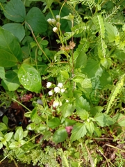 Ageratum conyzoides