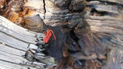 Dictyoptera simplicipes