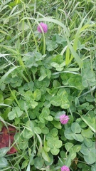 Trifolium pratense