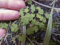Oxalis exilis