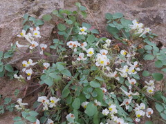 Sarcocapnos enneaphylla