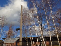Betula pendula