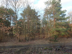 Pinus sylvestris