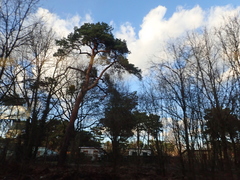 Pinus sylvestris