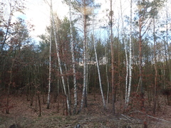 Betula pendula