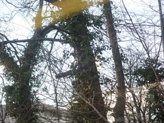 Hedera helix