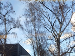 Betula pendula