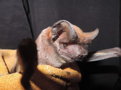 Tadarida ventralis