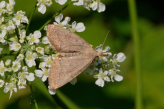 Pechipogo strigilata