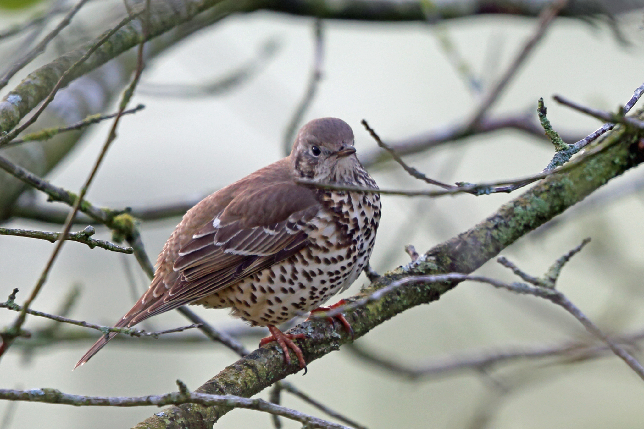 Mistle Thrush illustration