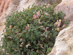 Sarcocapnos enneaphylla