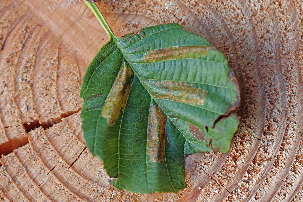 Broad-barred Midget