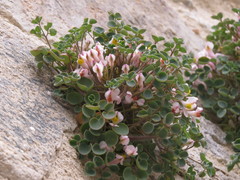 Sarcocapnos enneaphylla