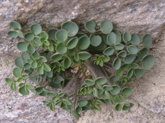 Sarcocapnos enneaphylla