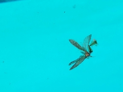 Lepidoptera