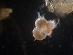 Globigerina