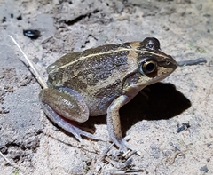Ranoidea longipes