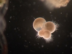 Globigerina