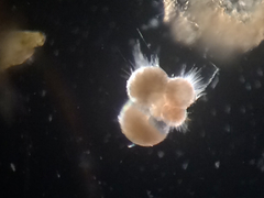 Globigerina