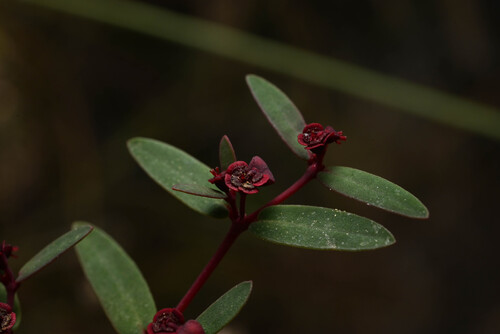 Hammer's Sandmat (Euphorbia hammeri)