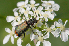 Malachius bipustulatus
