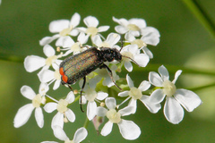 Malachius bipustulatus
