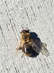 Apis mellifera
