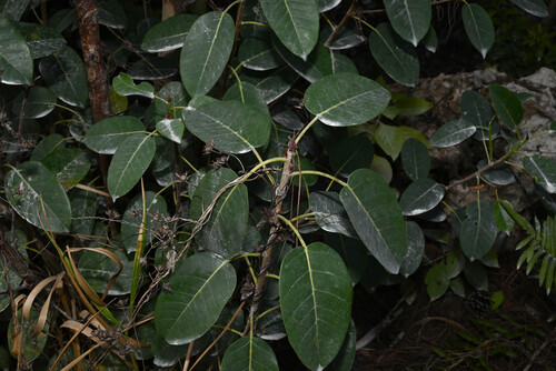 Shortleaf Fig (Ficus citrifolia)