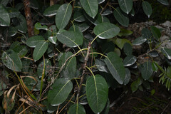 Shortleaf Fig (Ficus citrifolia)