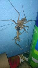 Paraphrynus raptator