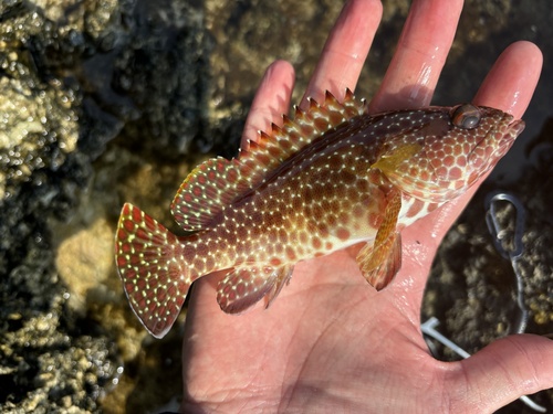 Hexagon grouper (Epinephelus hexagonatus) — Serranidae — 3