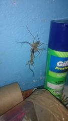 Paraphrynus raptator