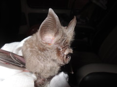 Rhinolophus hildebrandtii