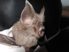 Rhinolophus hildebrandtii