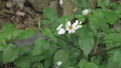 Leptosia nina niobe