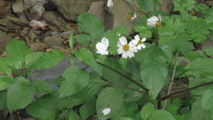 Leptosia nina niobe
