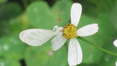 Leptosia nina niobe