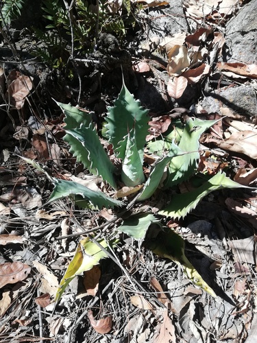 Agave potatorum